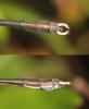 Lestes parvidens